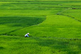Rice paddies, Pho Nha Khe Bang national park ; comments:7