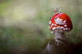 Червена мухоморка (Amanita muscaria) ; comments:42