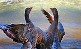 Лебедово езеро-патешки танц ; comments:3