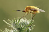 Портрет на една муха ; comments:25