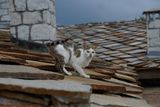 Котка в Родопите преди буря ; comments:5