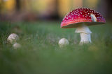 Червена мухоморка (Amanita muscaria) ; Коментари:23