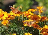 Пеперуди и цветя ; comments:7