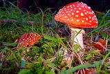 Amanita Muscaria ; comments:4