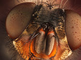 Portrait of a fly ; Коментари:9