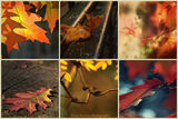 Малки есенни импресии ; comments:3