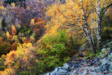Есен по склоновете на Витоша планина ; comments:3