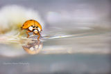 Ladybug ; comments:9