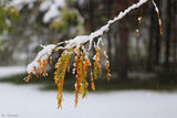 Winter Fall ! ; comments:34