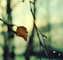 ...Autumn Tears... ; comments:14