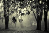 autumn fog ; comments:37