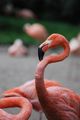 Flamingo 2 ; comments:6