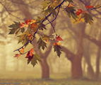 Autumn leaves ; Коментари:54