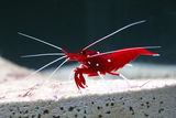 Blood Red Fire Shrimp ; Коментари:11