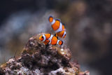 Ocellaris Clownfish ; comments:13