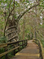 Strangler fig (Everglades NP,Florida) ; comments:12