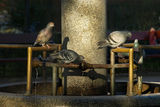 Софийски гълъби ; comments:6