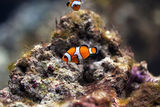 Ocellaris Clownfish ; comments:10
