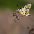 Голям полумесец (Papilio machaon) ; comments:45