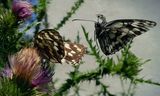 Шахматна пеперуда (Melanargia galathea) ; comments:5