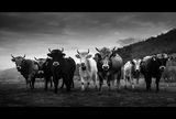 Бандата на плезещитесе крави ; comments:57