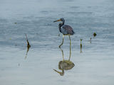 The Tricolored Heron ; comments:10