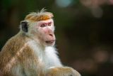 Macaque ; comments:6