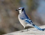 Blue Jay ; comments:15