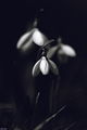 snowdrop ; comments:14