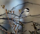 Chickadee ; comments:22