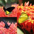 пеперудите на Ломбок ; comments:5