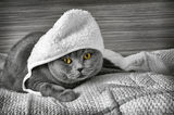 Grey Cat with White Hat in a Black&amp;White Shot ; comments:15