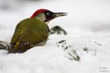 Зелен кълвач(Picus viridis)  си търси за хапване ; comments:13