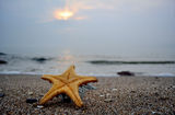Sea star ; comments:6