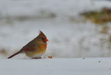 cardinal(female) ; comments:4