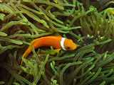 We found Nemo! ; comments:9