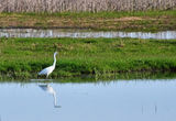 Голяма Бяла Чапла (Egretta alba) ; comments:6