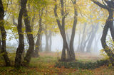 Colorful misty forest ; Коментари:16