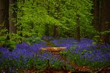 Hallerbos Belgium ; comments:5