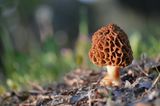 Смръчкула (Morchella esculenta) ; comments:67