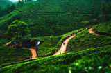 Чаените плантации на Муннар ; Коментари:35