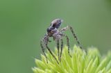 (Salticidae) - скачащ паяк ; comments:7