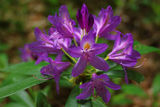 Странджанска зеленика (Rhododendron ponticum) ; comments:8