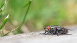 Домашна муха ; comments:11