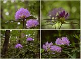 Странджанска зеленика (Rhododendron ponticum) ; comments:44
