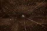 the cobweb ; comments:7