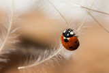 Ladybug ; comments:12