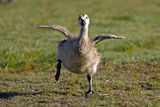 Baby Goose ; comments:10