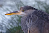 Heron ; comments:7