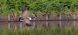 Goose in flight ; comments:9